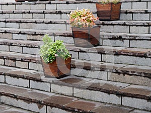 Potted flowers on granite steps. city decor