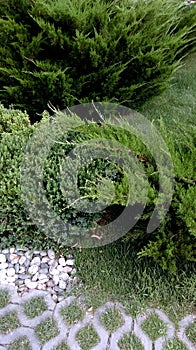 Decorative juniper bushes on the background of sea stones on the sides of the path.