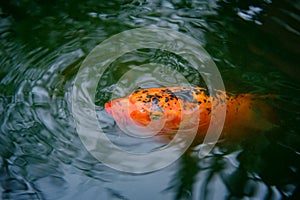 Decorative Koi Fish