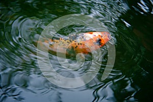 Decorative Koi Fish