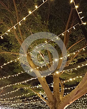 Decorative lamp are crossed among the tree