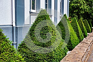 Decorative landscape in the form of green triangular shrubs in the shape of pyramids in front of a white house in Germany