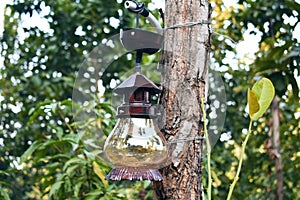 Decorative lantern hang on a tree in a resort surrounded by trees