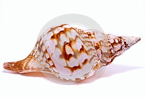 Large Sea shell, white background