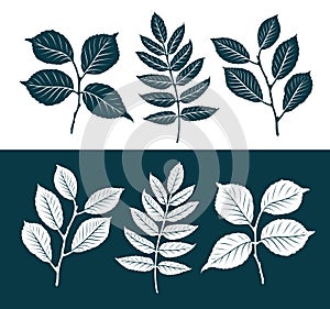 Decorative leaves set. Nature concept. Silhouette vector illustration