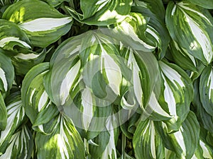 Decorative leaves of Wavy Plantain Lily