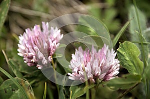 Red Clover Anthyllis vulneraria alpestris on the meadows of Malbun, Liechtenstein