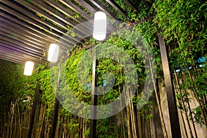 Decorative lighting inside bamboo garden at night.