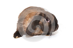 Decorative, little fold-eared rabbit of brown