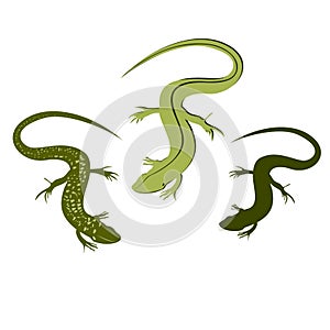 Decorative lizard. Graphic style of lizard isolated on white background.