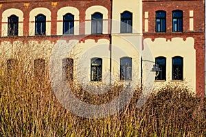 Decorative long autumn grass like foliage with old brick residential facade and windows