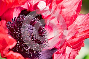 Decorative macro of a seed capsule of a red and pink poppy. With petals, stamen and pestle for background with selected focus