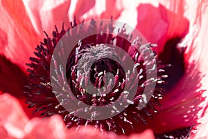 Decorative macro of a seed capsule of a red and pink poppy. With petals, stamen and pestle for background with selected focus