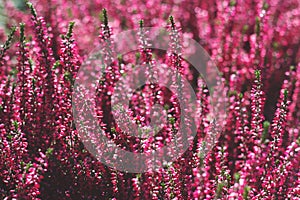 Decorative magenta flowers; floral background with copy space