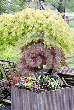 Decorative maple trees in pots