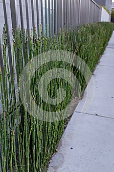 Decorative Mini bamboo hedge could resemble horsetail reeds grass