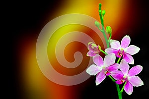 Decorative mini pink orchids on dark abstract background