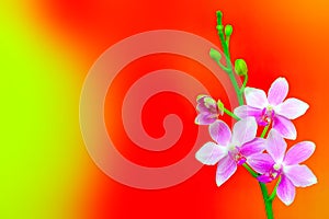 Decorative mini pink orchids on eye pleasing gradient background