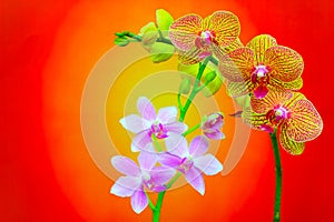 Decorative mini pink orchids and golden orchids on abstract gradient background