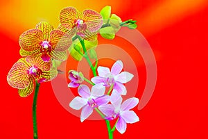 Decorative mini pink orchids and golden orchids on abstract gradient background