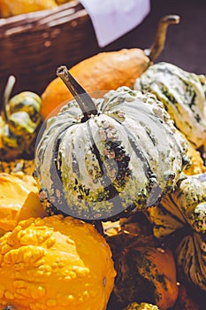 Decorative mini pumpkins and gourds, on locale farmers market; autumn background