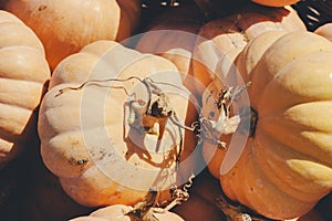 Decorative mini pumpkins and gourds, on locale farmers market; autumn background