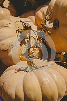 Decorative mini pumpkins and gourds, on locale farmers market; autumn background