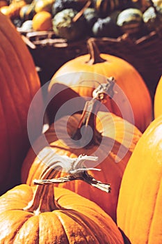 Decorative mini pumpkins and gourds, on locale farmers market; autumn background