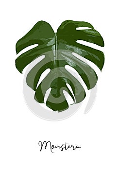 Decorative monstera leaf isolated poster vector illustration