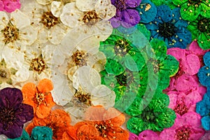 Decorative montage compilation of colorful dried spring flowers