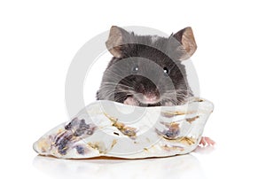 Dekoratívne myš na bielom 