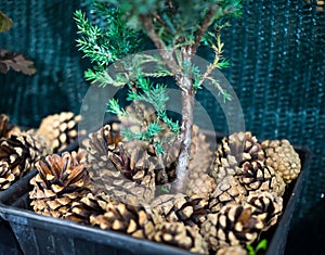 Decorative mulching of soil in a flower pot with pine cones