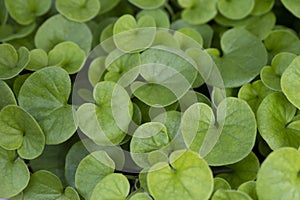 Decorative nenuphar or water-lily flower green leaves for gardening.  Lilly pad