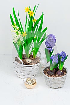 A decorative nest made of hay with quail eggs inside. Against the background of yellow daffodils and blue hyacinths