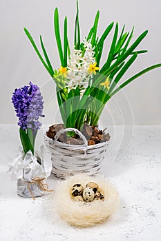 A decorative nest made of hay with quail eggs inside. Against the background of yellow daffodils and blue hyacinths