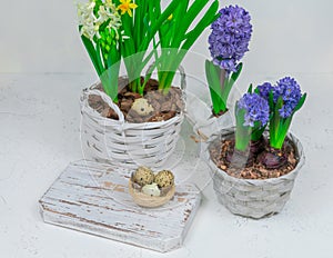 A decorative nest made of hay with quail eggs inside. Against the background of yellow daffodils and blue hyacinths