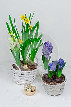 A decorative nest made of hay with quail eggs inside. Against the background of yellow daffodils and blue hyacinths