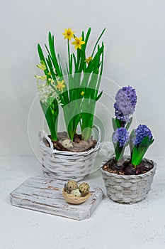 A decorative nest made of hay with quail eggs inside on a white cutting table with yellow daffodils and blue hyacinths