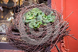 Decorative nest from twigs and fresh flowers near windows of old red house. Concept of beginning of spring, Easter