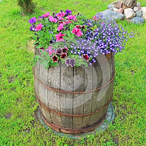 Decorative old wooden barrel with flowers