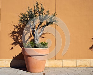 Decorative olive tree in a planter pot