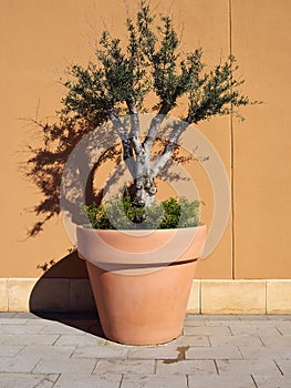Decorative olive tree in a planter pot