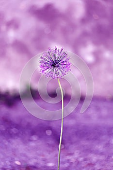 Decorative onion allium stands in the open air on the city flower bed. Minimalism