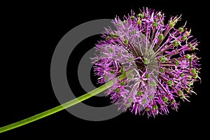 Decorative onion blossom flower