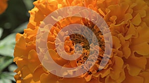 Decorative orange marigold (calendula) on the flowerbed. Macro footage
