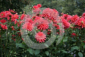 Decorative orange-red Dahlia blossoms in a garden Trees background