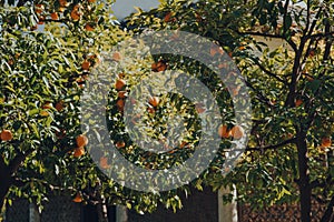 Decorative orange trees on a street in Seville, Spain