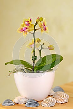 Decorative orchid