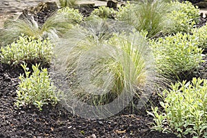 Decorative; ornamental; garden; grass; outdoor; green; plant; na