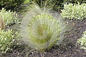 Decorative; ornamental; garden; grass; outdoor; green; plant; na